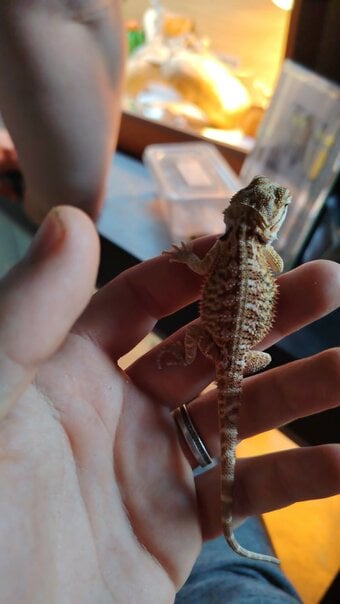baby bearded dragon