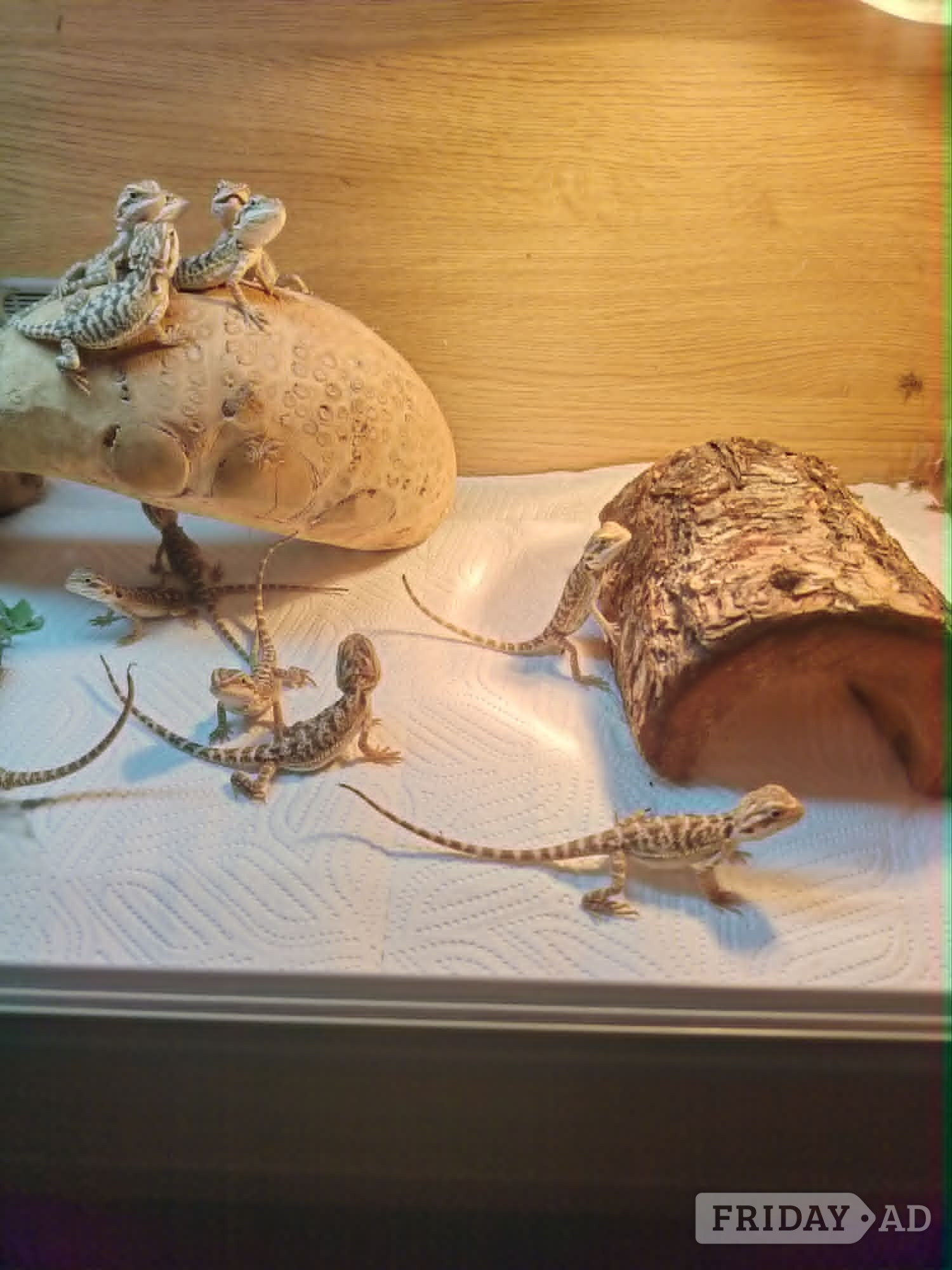 baby bearded dragon - Reptiles & Amphibians