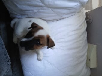 Jack Russell puppies 