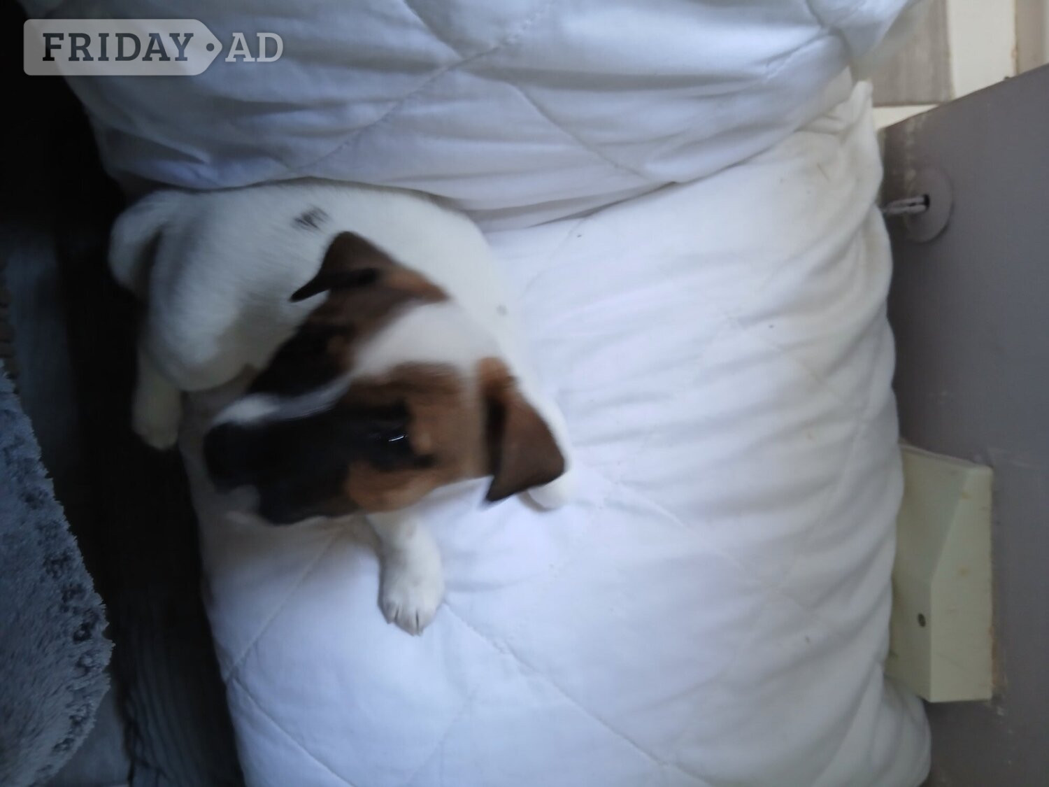 Jack Russell puppies  in Chatham