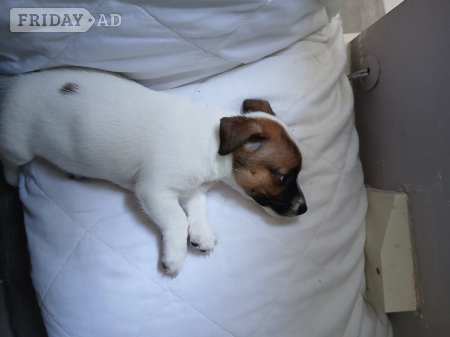 Jack Russell puppies 