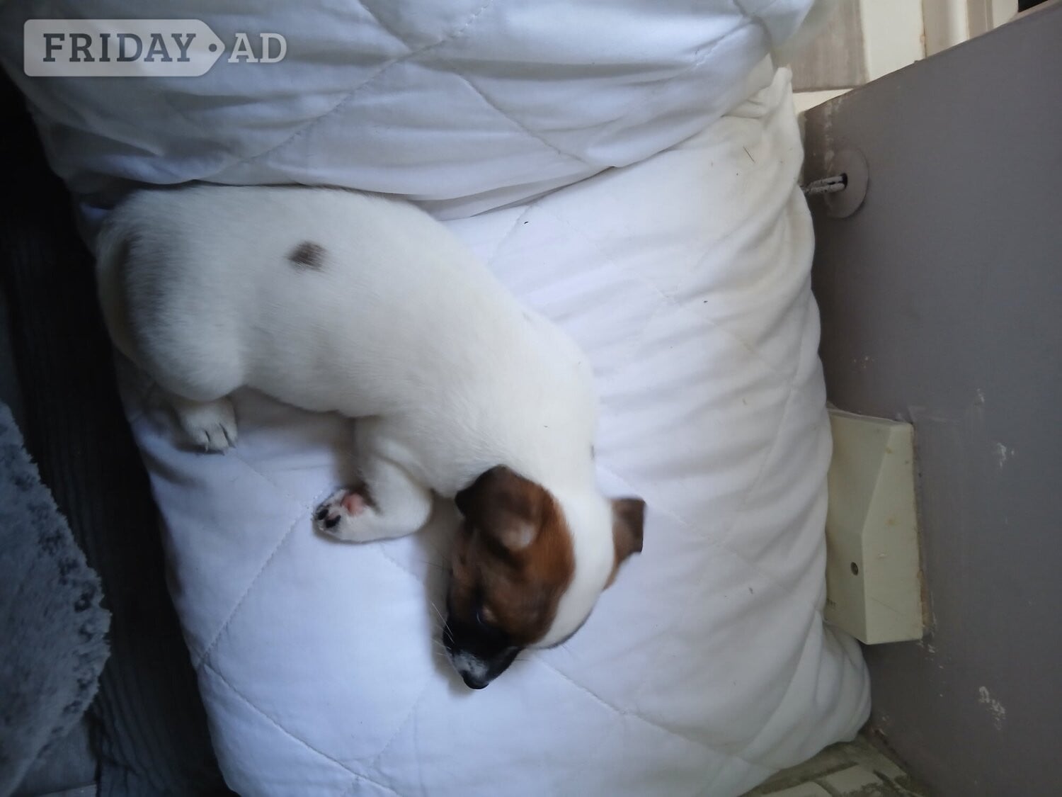 Chatham Jack Russell puppies 