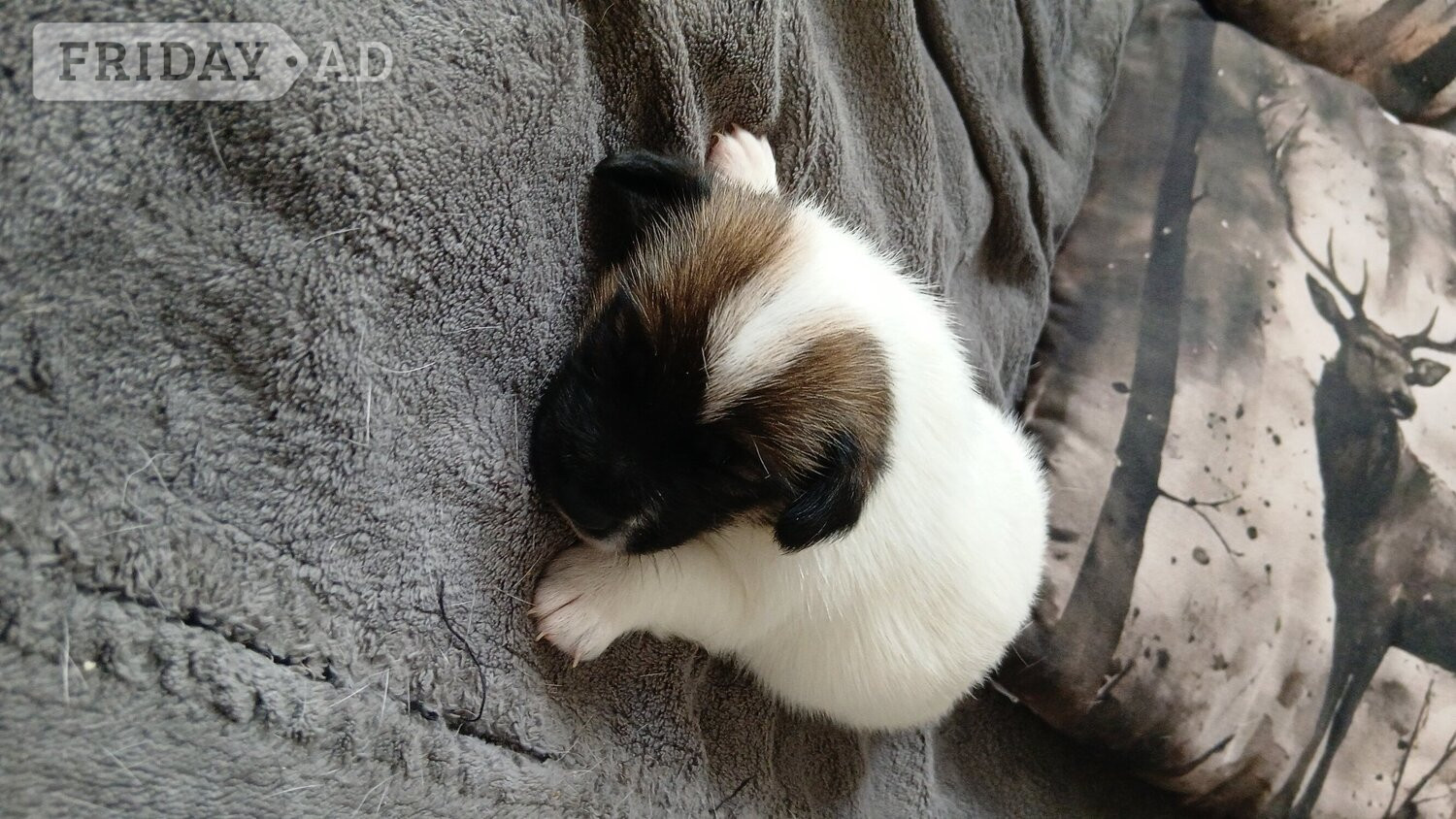 Jack Russell puppies  - Dogs & Puppies in Chatham