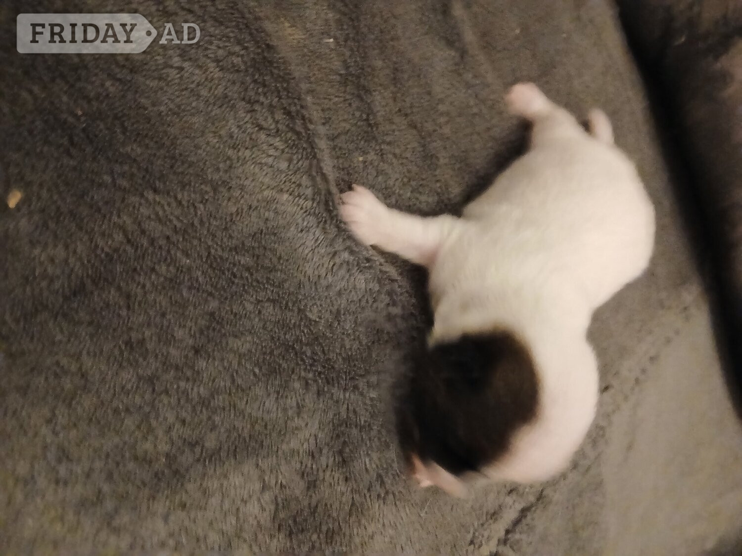 Jack Russell puppies  - Dogs & Puppies