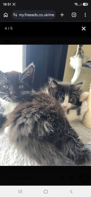 Cute fluffy kittens. 8 weeks old. 