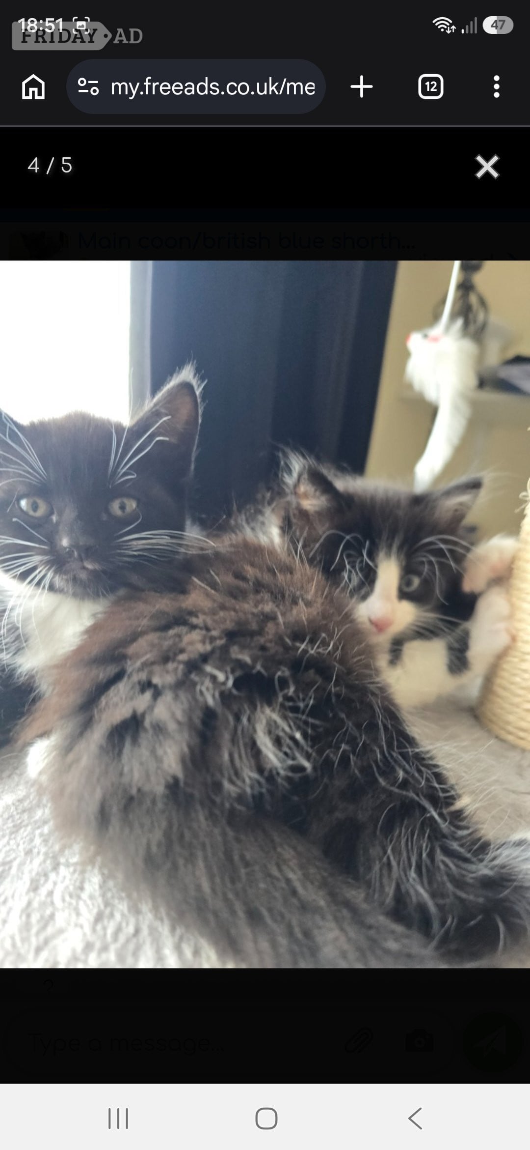 Cute fluffy kittens. 8 weeks old.  in Clacton-On-Sea