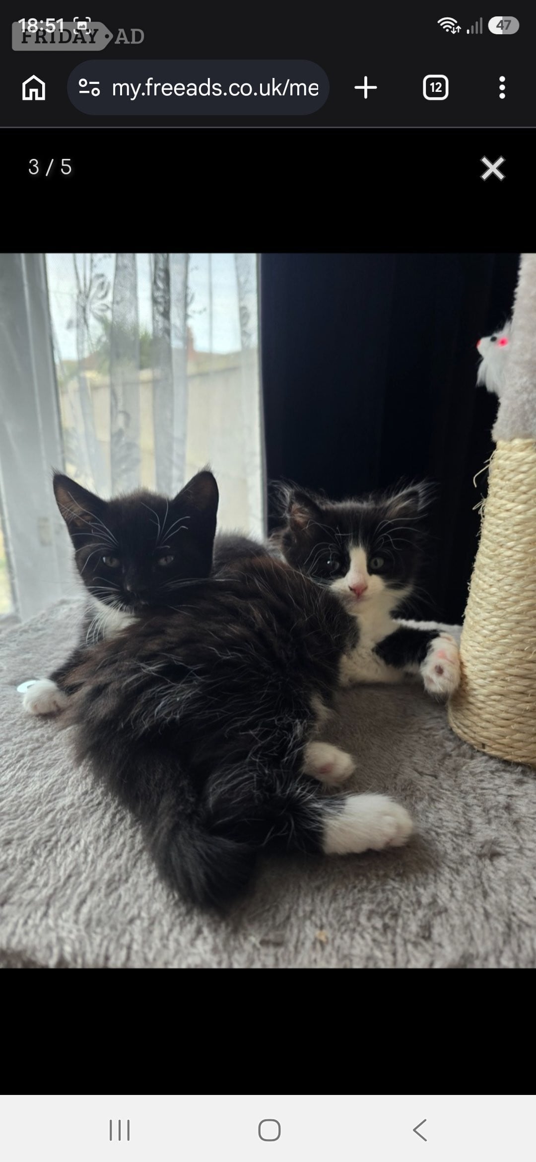 Cute fluffy kittens. 8 weeks old. 
