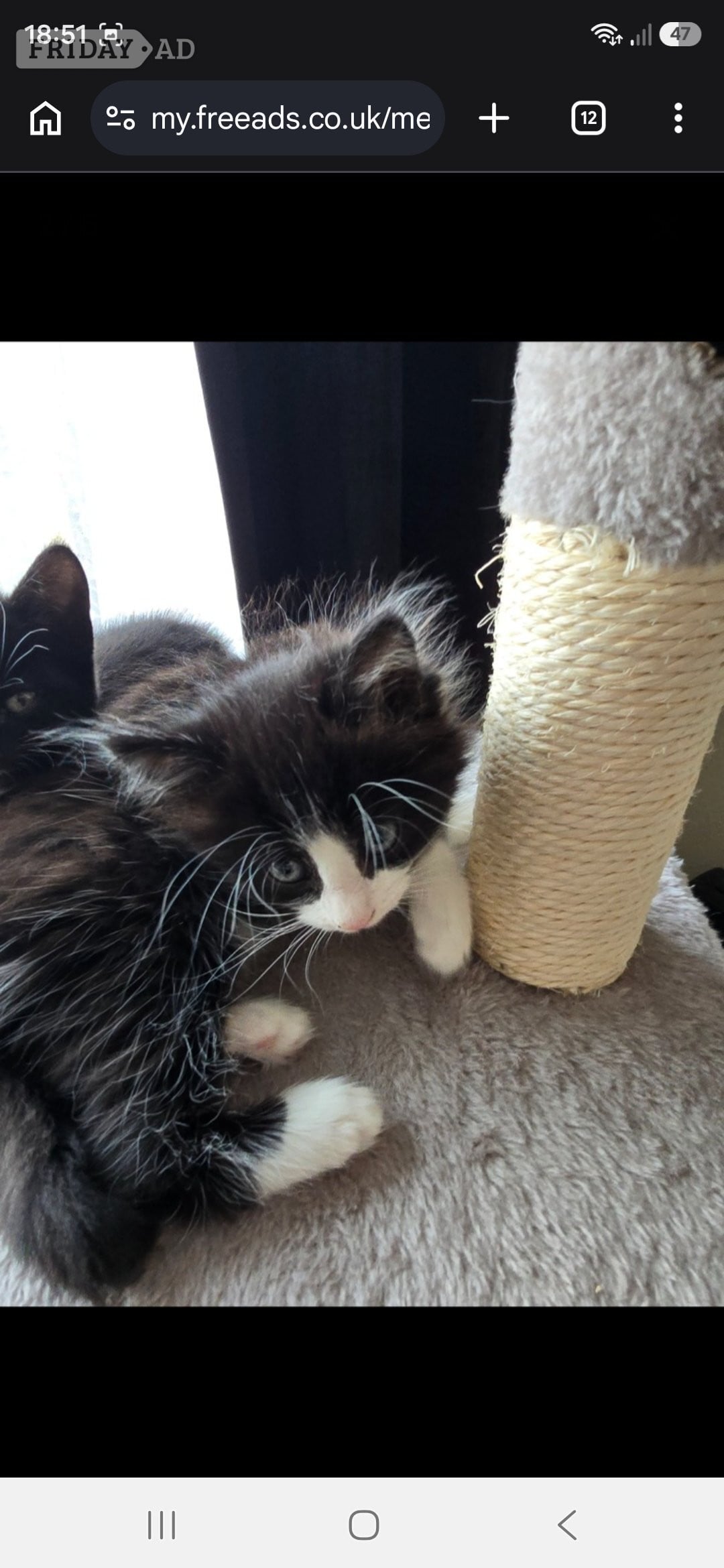 Clacton-On-Sea Cute fluffy kittens. 8 weeks old. 