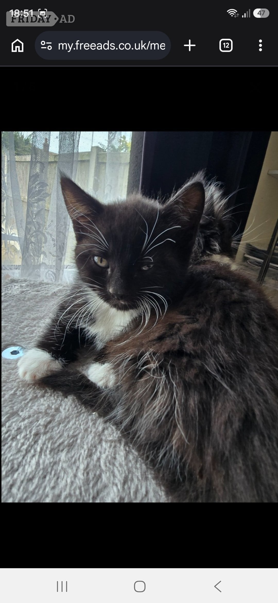 Cute fluffy kittens. 8 weeks old.  - Cats & Kittens in Clacton-On-Sea
