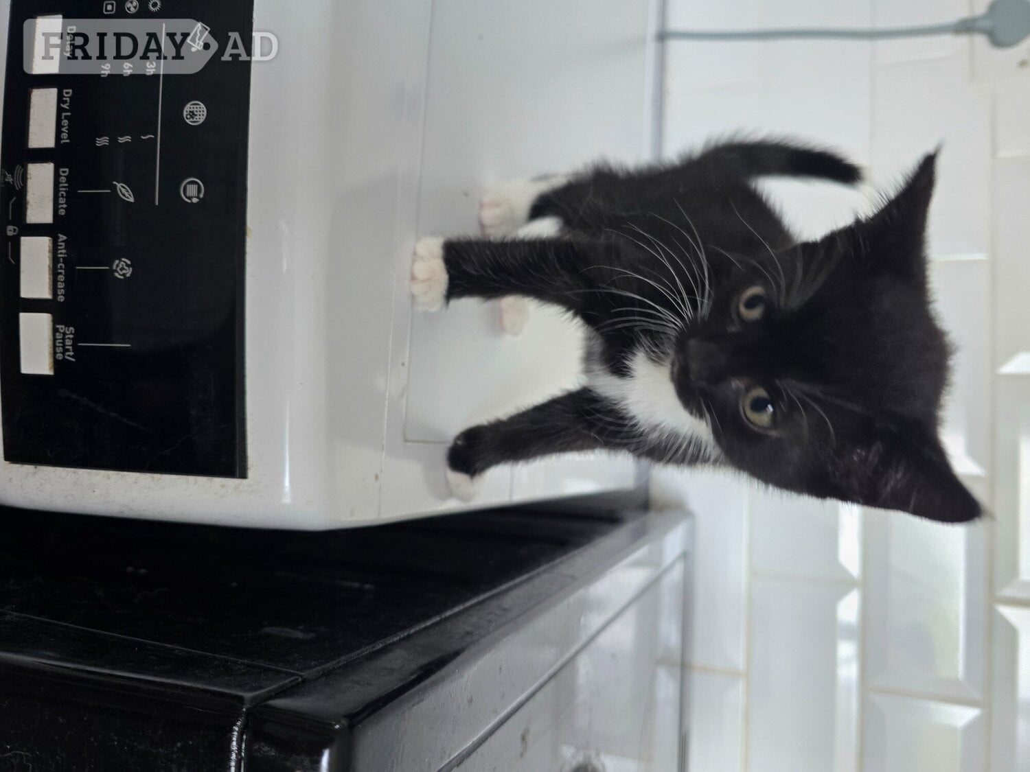 Cute fluffy kittens. 8 weeks old.  - Cats & Kittens