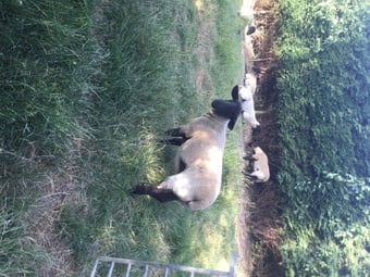 Suffolk X shearling for sale