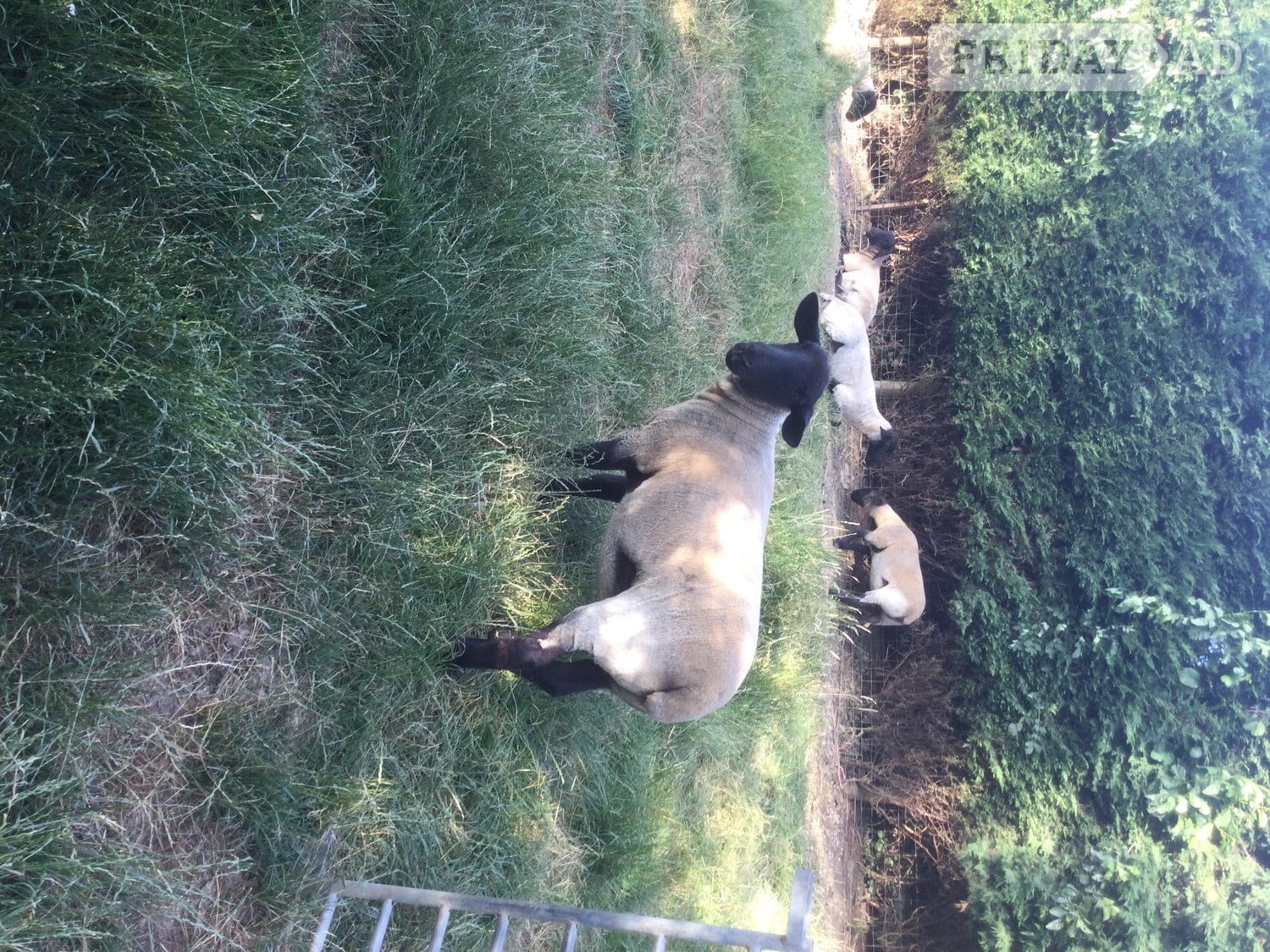 Suffolk X shearling for sale in Forest Row