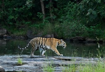 Luxury India Tiger Safari