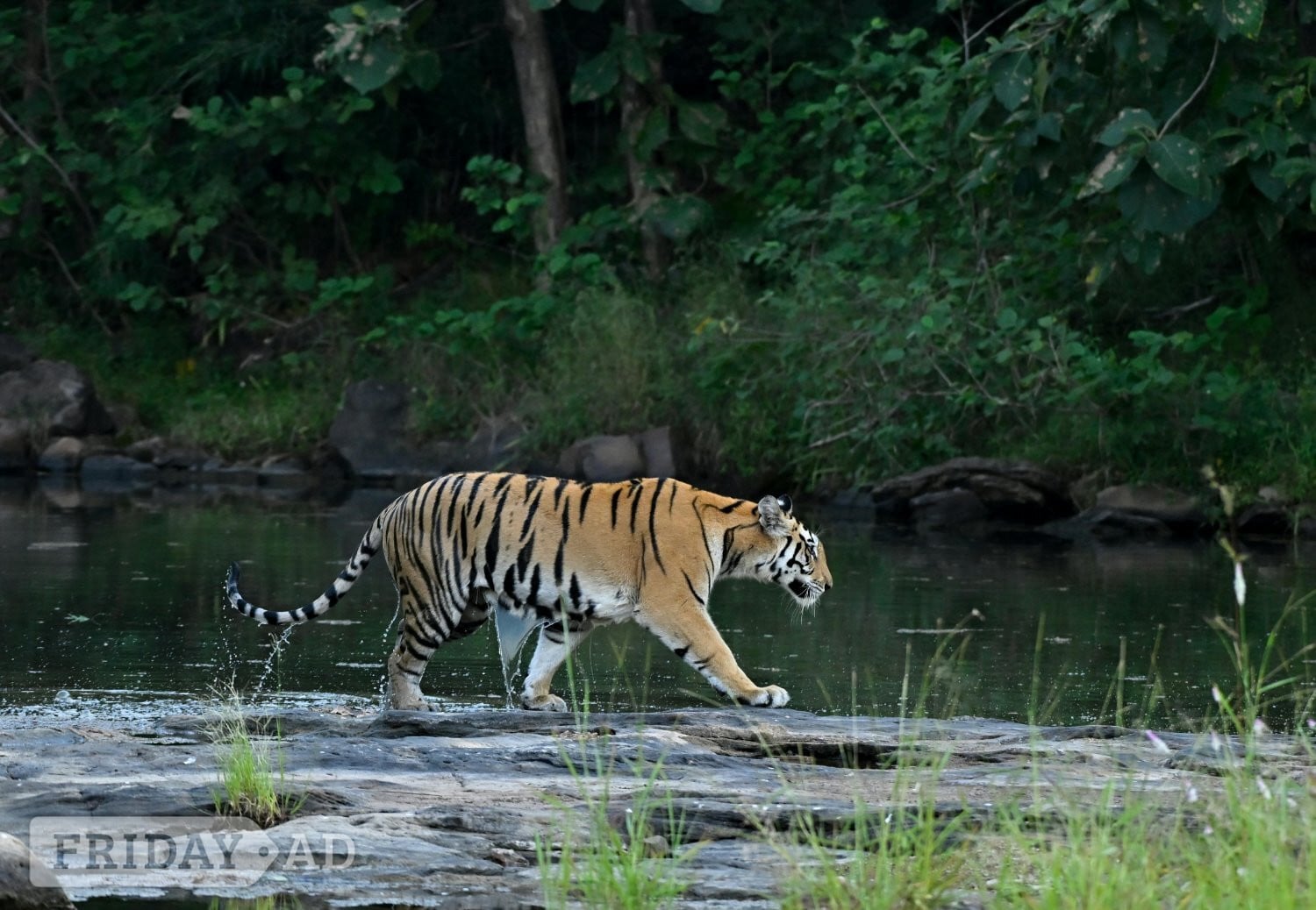 Luxury India Tiger Safari in Aldershot