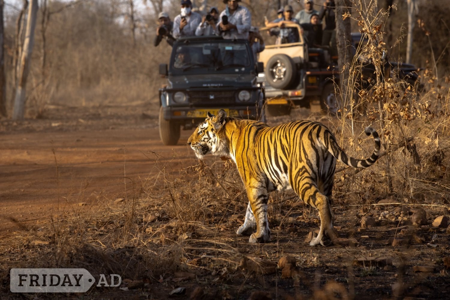 Luxury India Tiger Safari