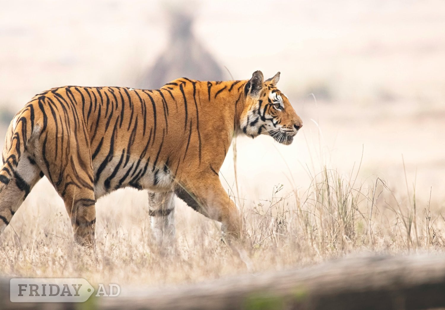 Aldershot Luxury India Tiger Safari