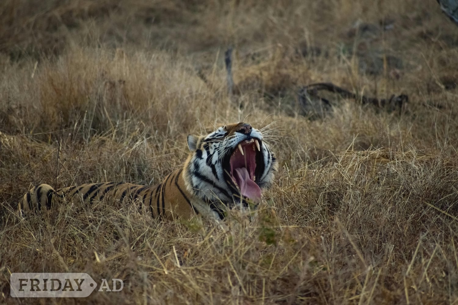 Luxury India Tiger Safari - Travel & Holidays in Aldershot