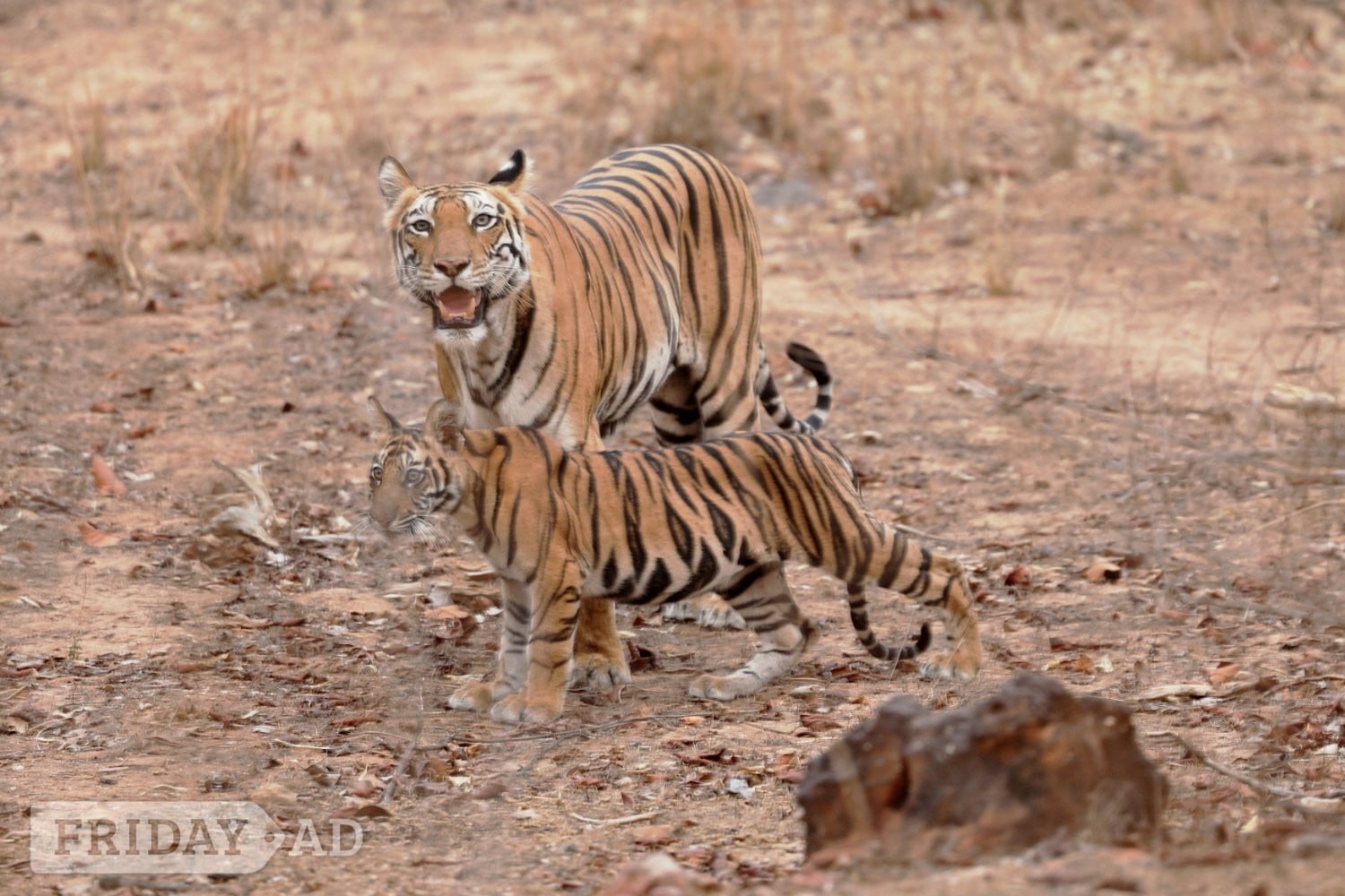 Luxury India Tiger Safari - Travel & Holidays