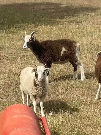 Soay female lambs