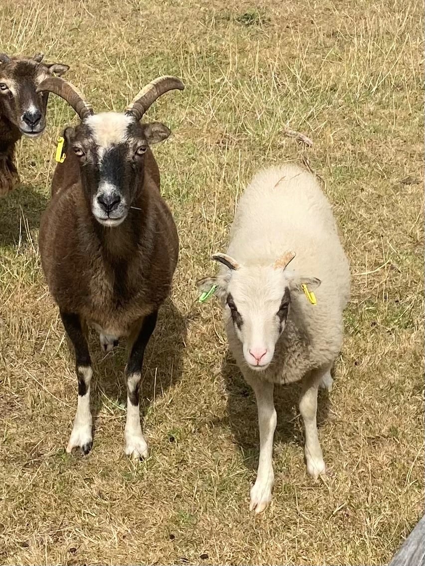 Soay female lambs