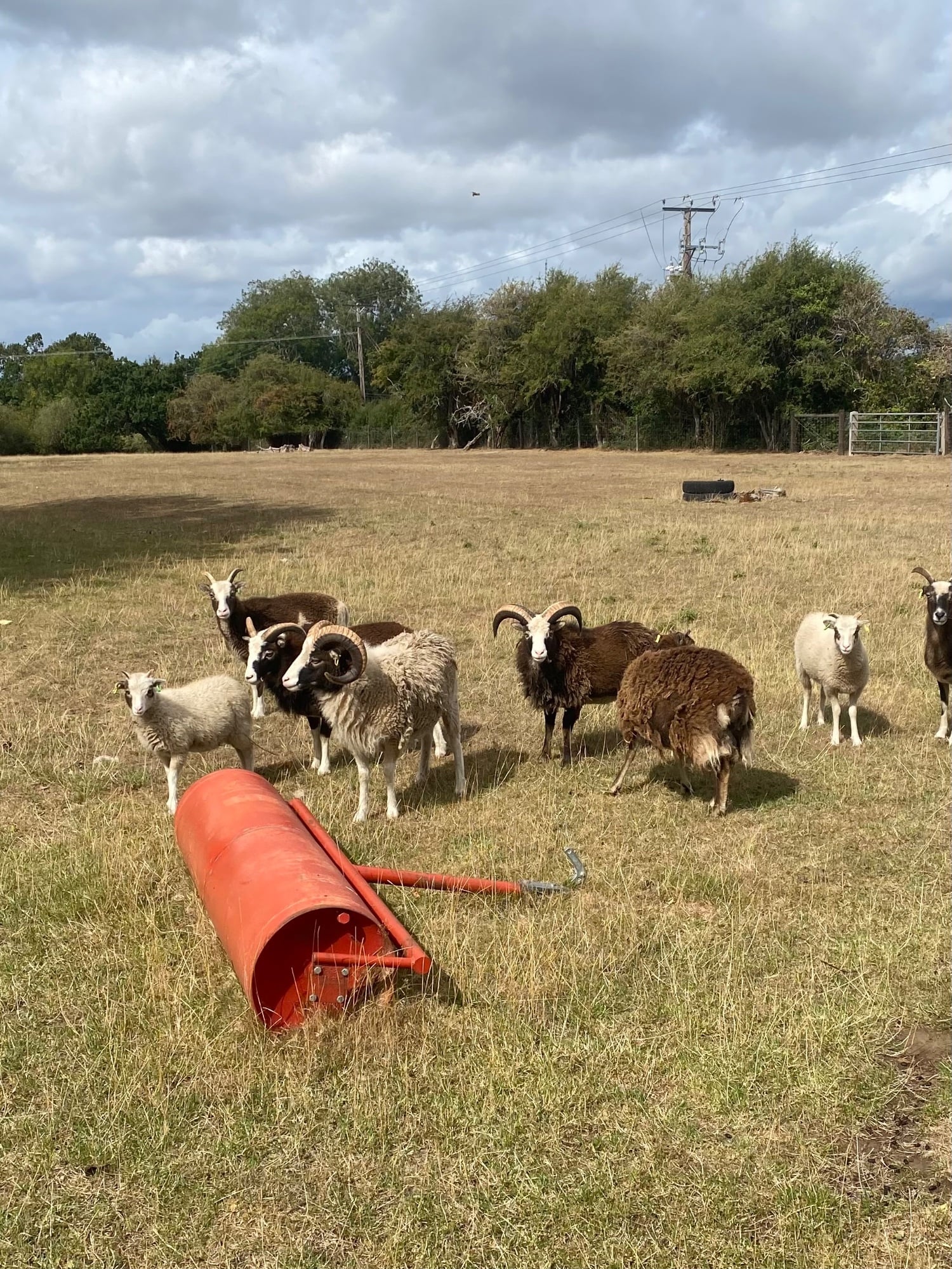 Storrington Soay female lambs