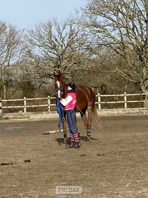 Livery in Ditchling - Horse Care & Equipment in Hassocks