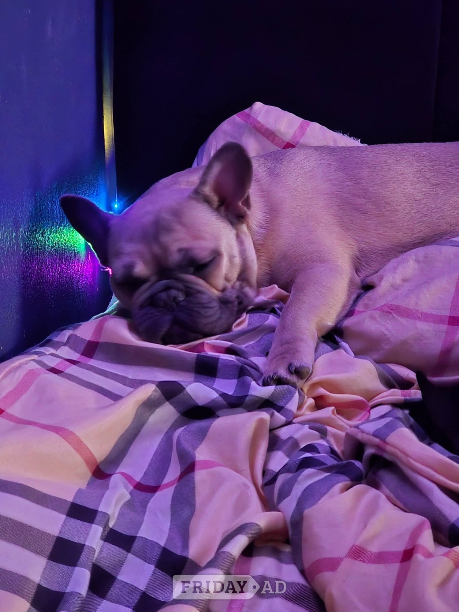 One boy french bulldog for sale  in Walsall