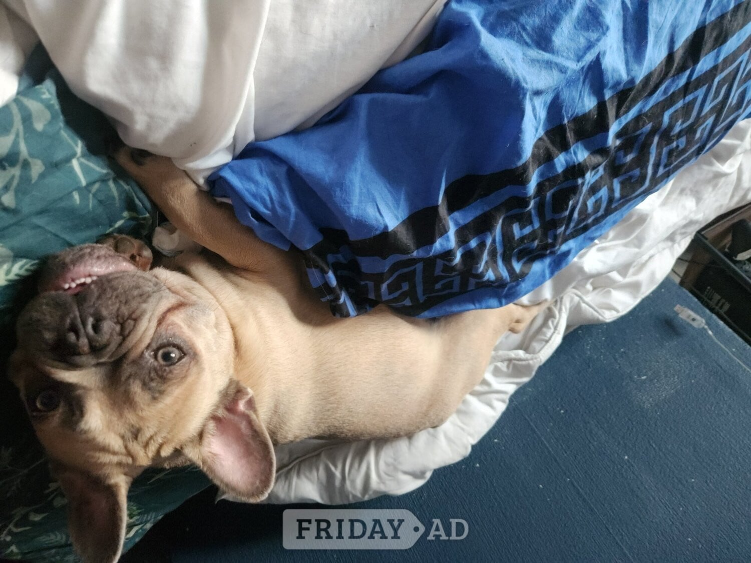 One boy french bulldog for sale 
