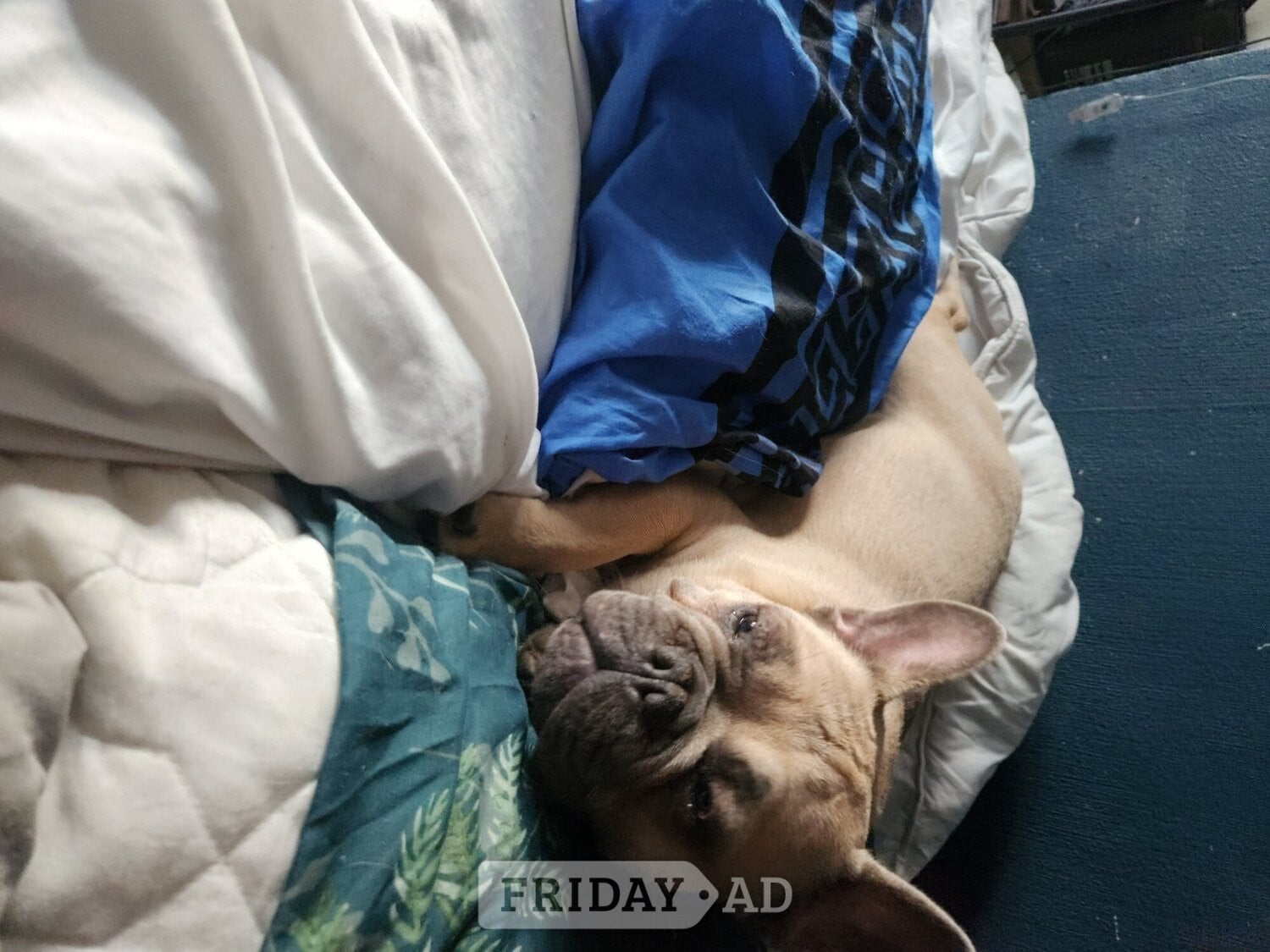Walsall One boy french bulldog for sale 
