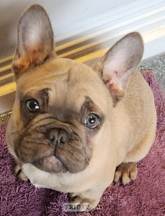 One boy french bulldog for sale  - Dogs & Puppies in Walsall