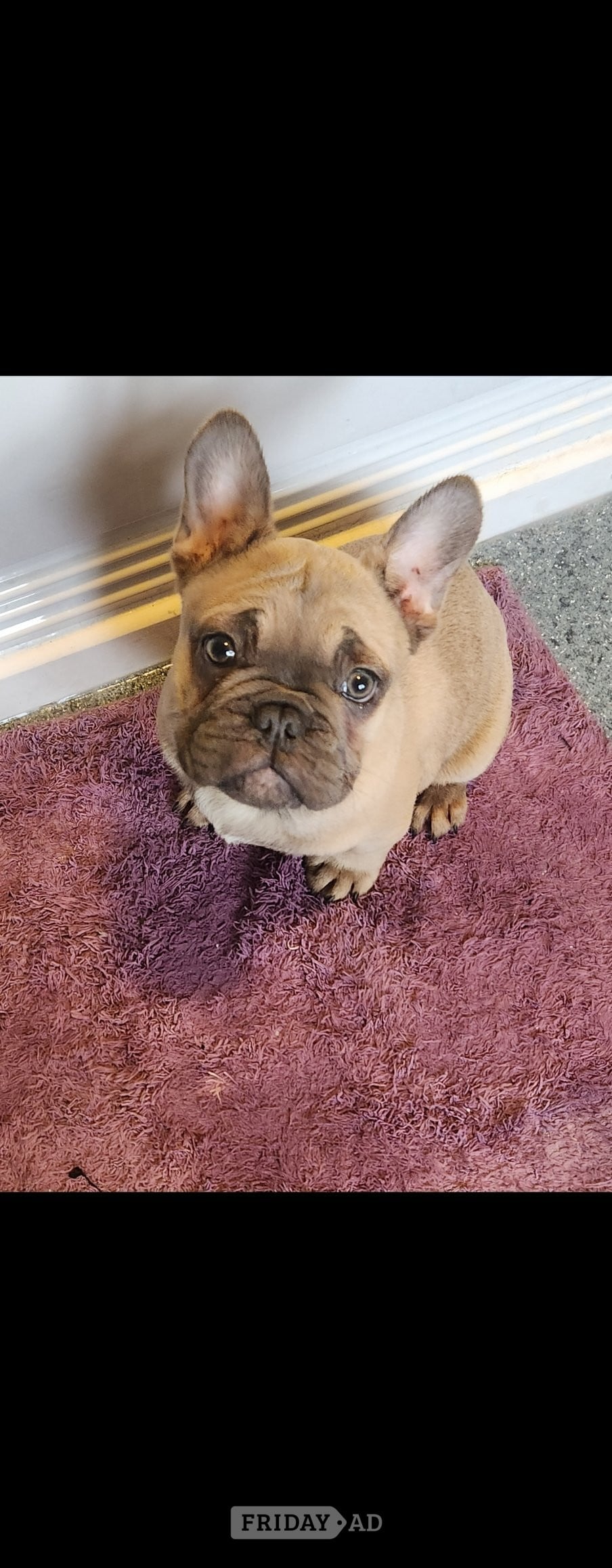 One boy french bulldog for sale  - Dogs & Puppies