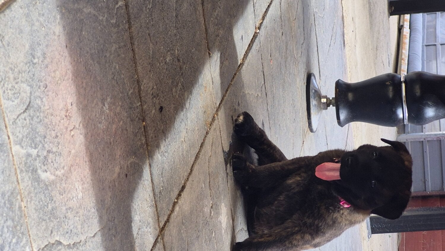 German shepherd x shepkita  - Dogs & Puppies in Hemel Hempstead