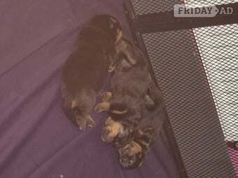 Lovely rotty pups