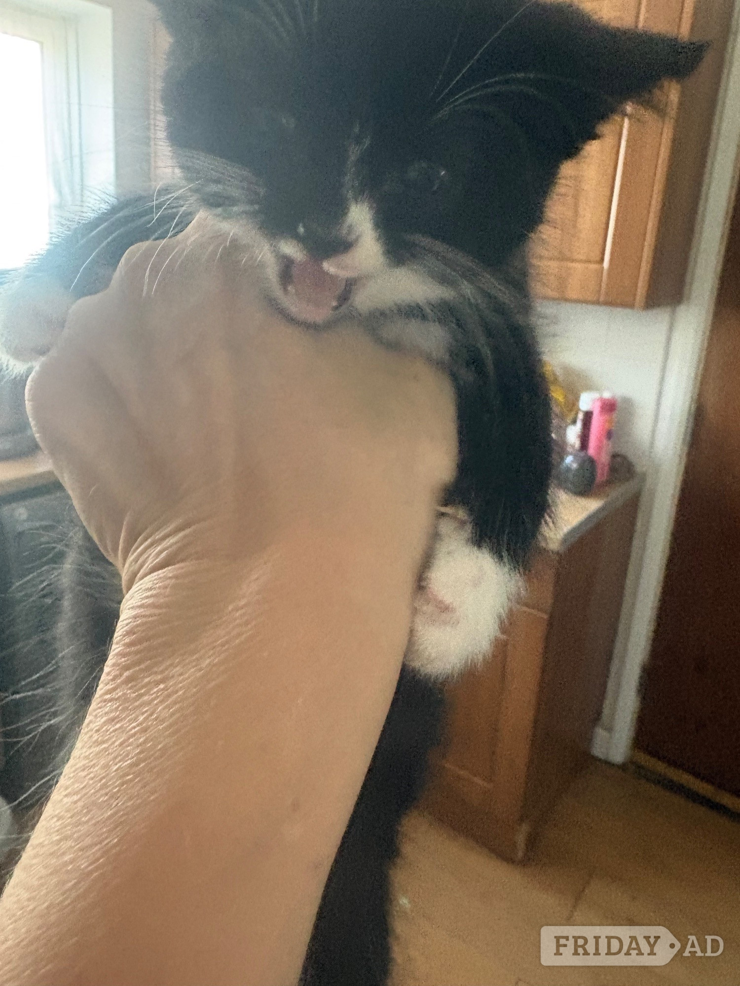 Black and white male kitten litter trained and eating  in Crawley