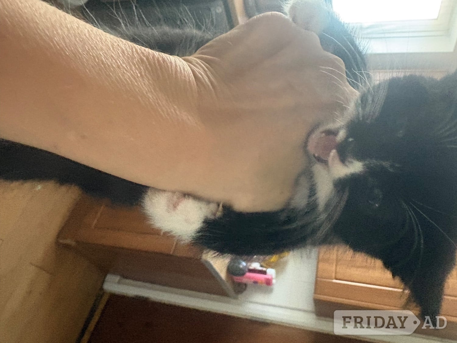 Black and white male kitten litter trained and eating 