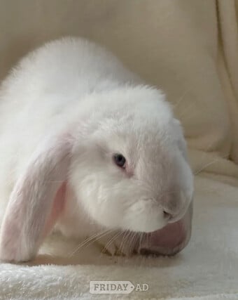 Gorgeous French lop babies