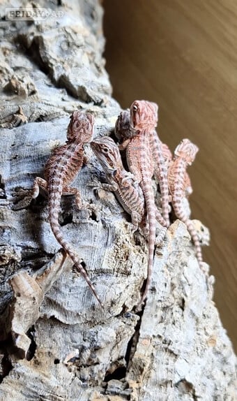 100% red monster bearded dragon babies🐉