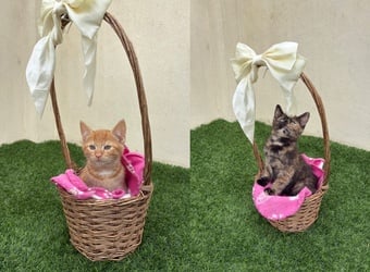 2 beautiful part maincoon female kittens looking for their forever homes 