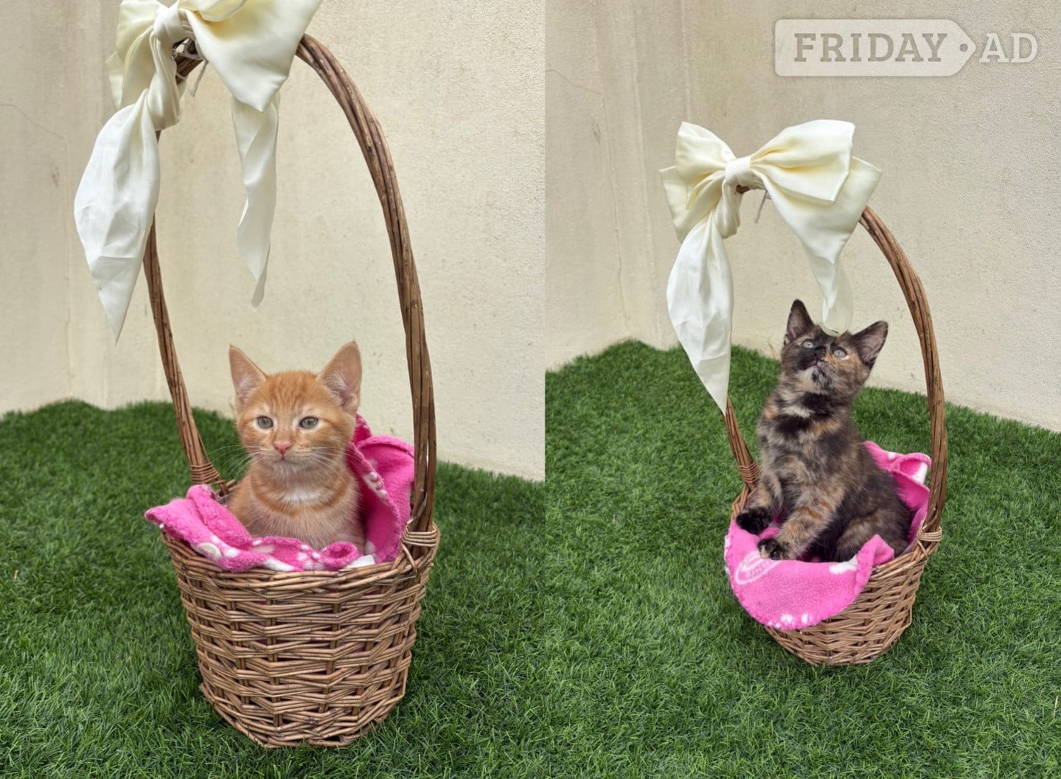 2 beautiful part maincoon female kittens looking for their forever homes  in Brighton