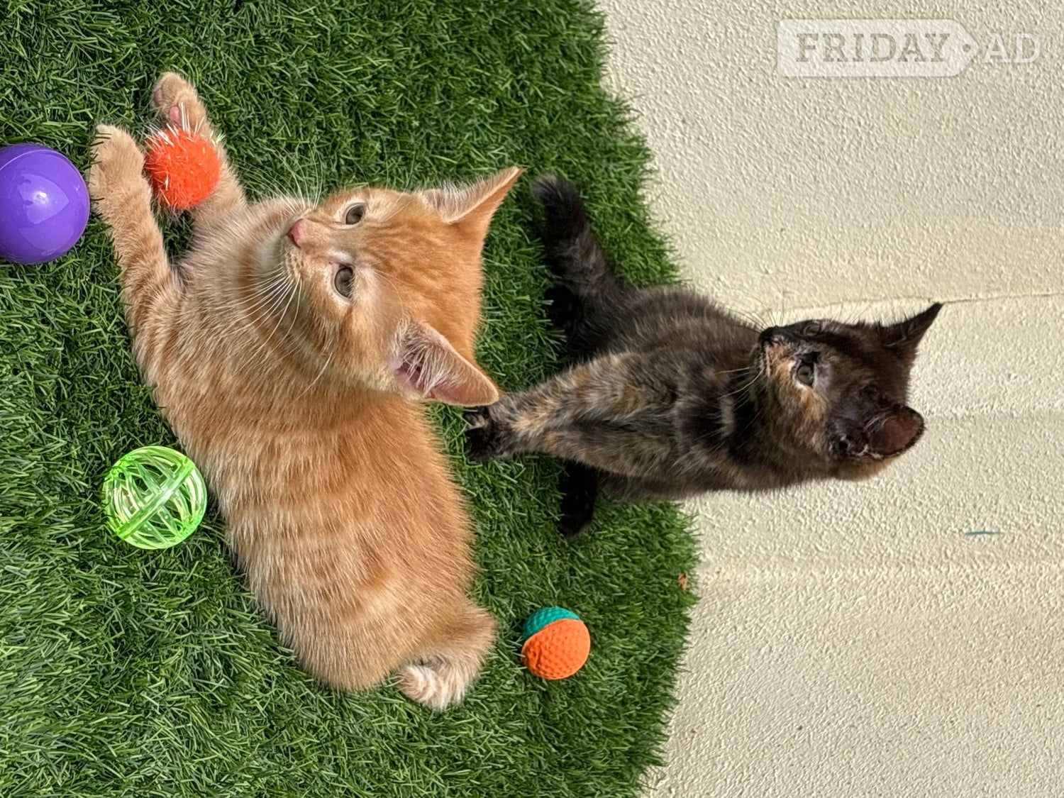 2 beautiful part maincoon female kittens looking for their forever homes 