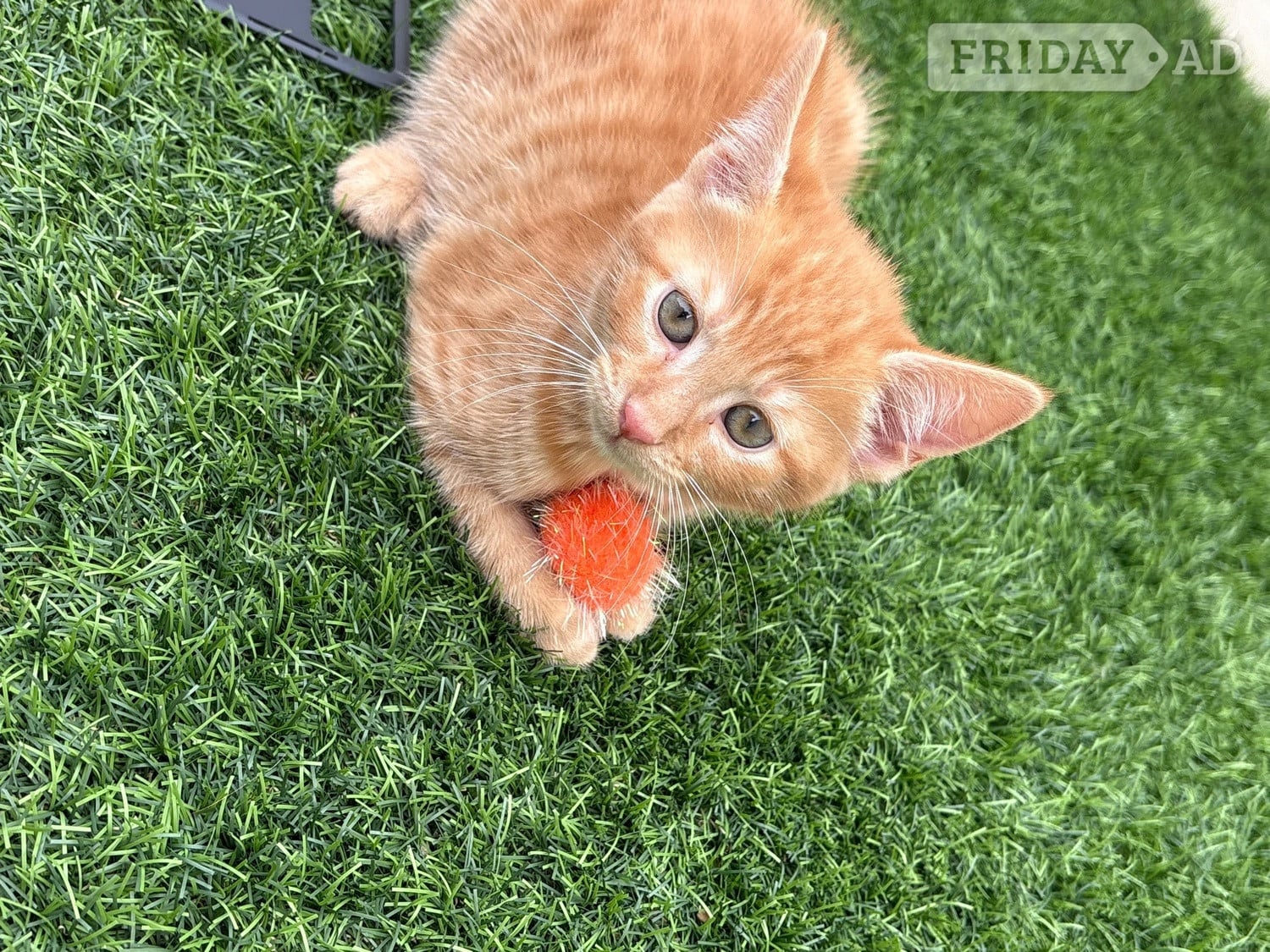 2 beautiful part maincoon female kittens looking for their forever homes  - Cats & Kittens in Brighton