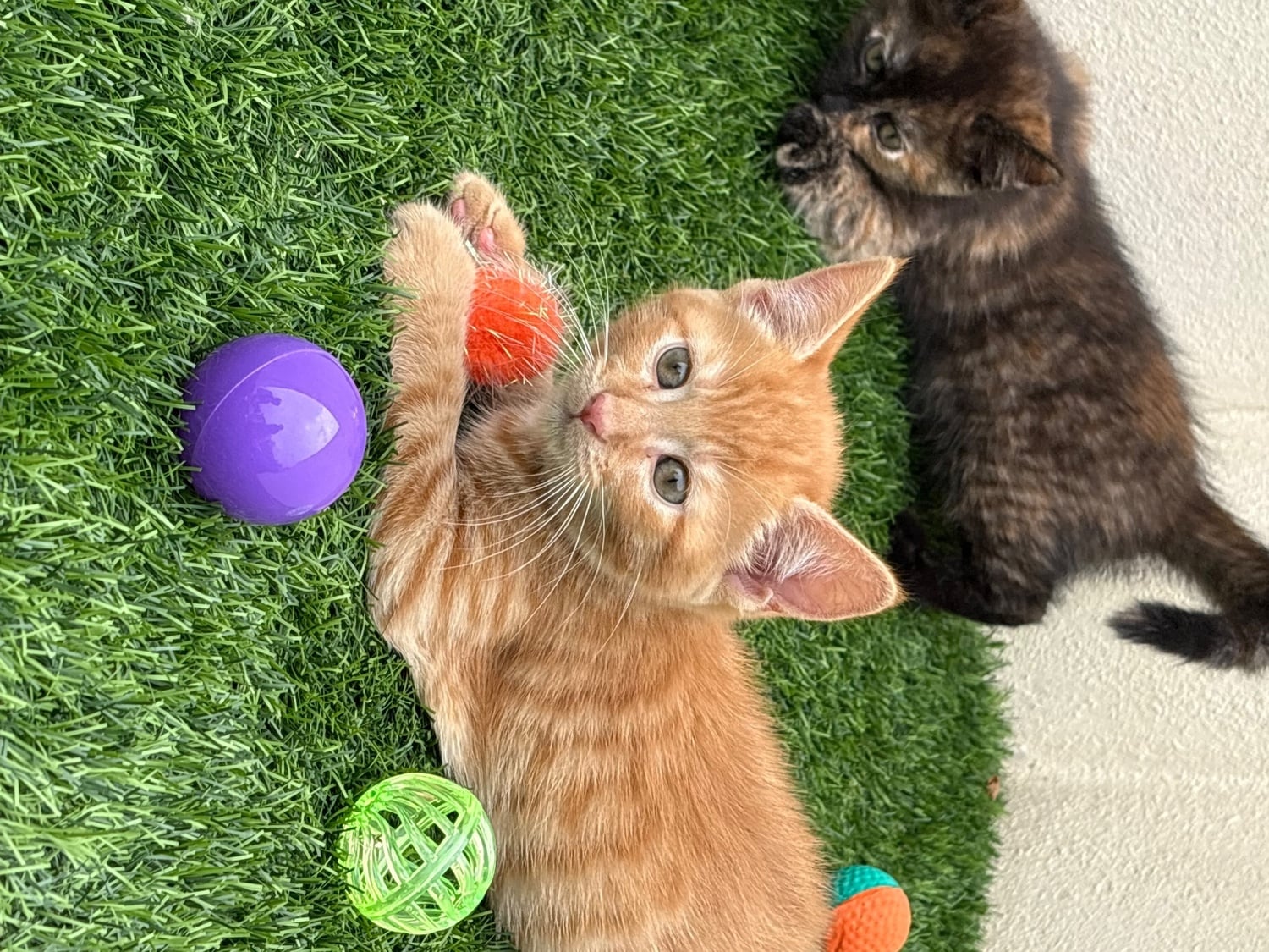 2 beautiful part maincoon female kittens looking for their forever homes  - Cats & Kittens