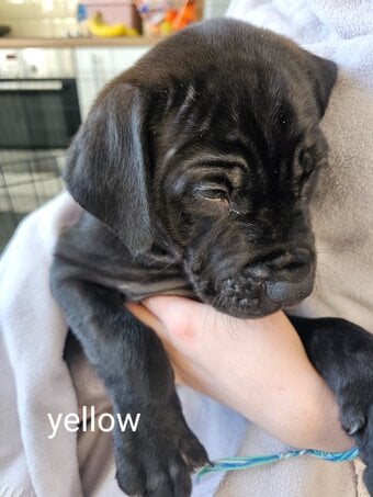 Bullmastiff cross puppies 
