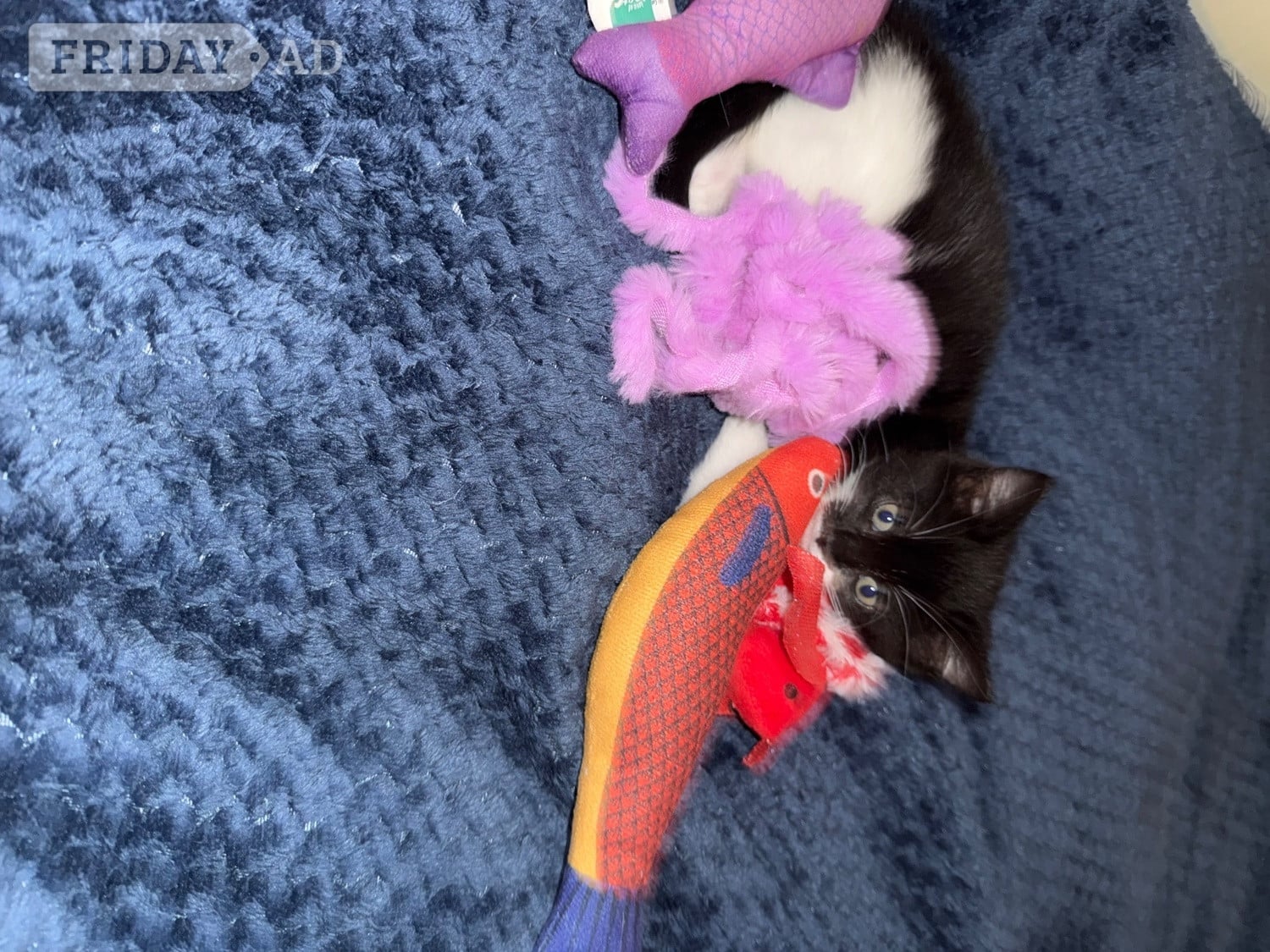 Lively loving female kitten in Hastings