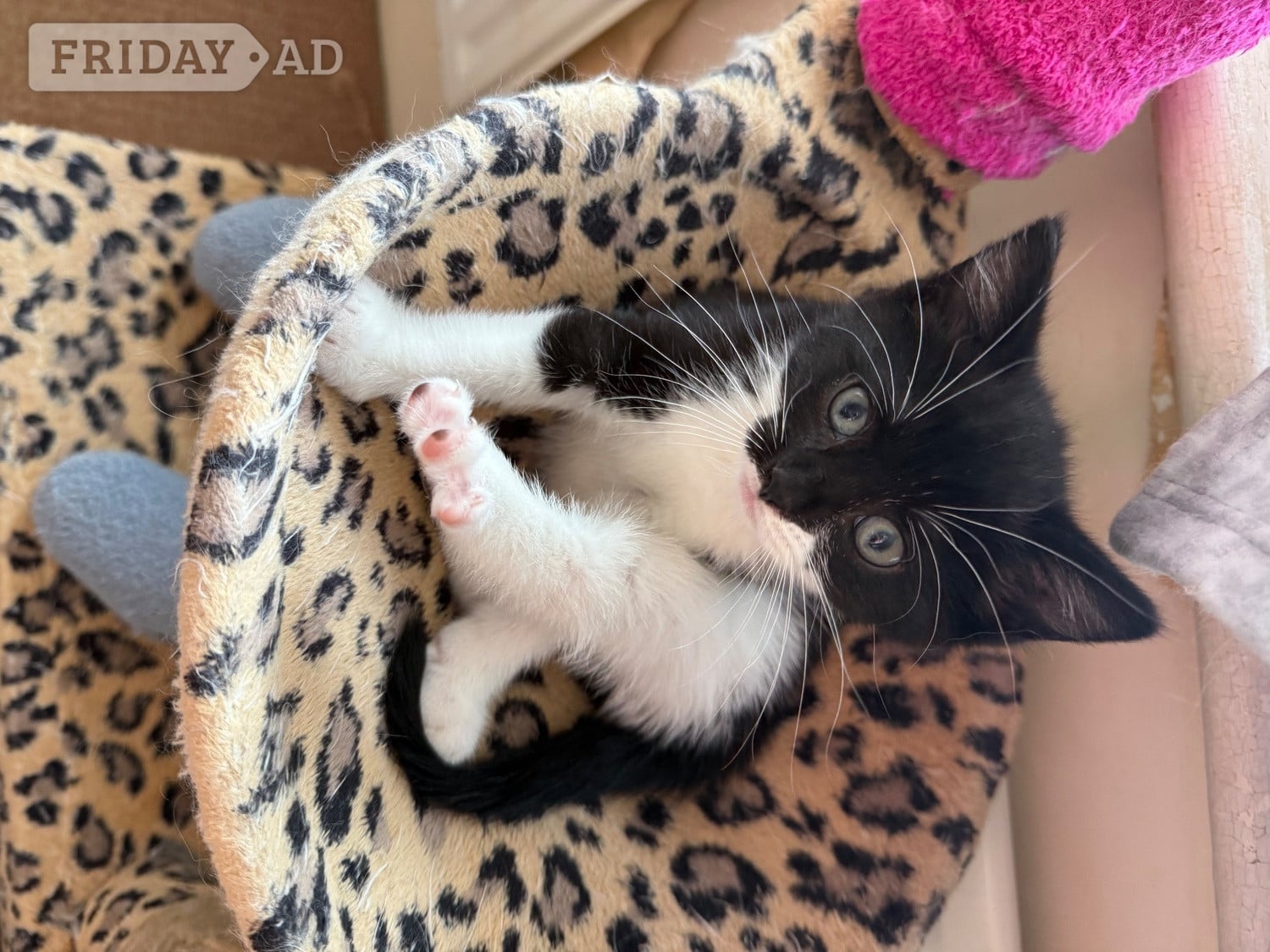 Lively loving female kitten