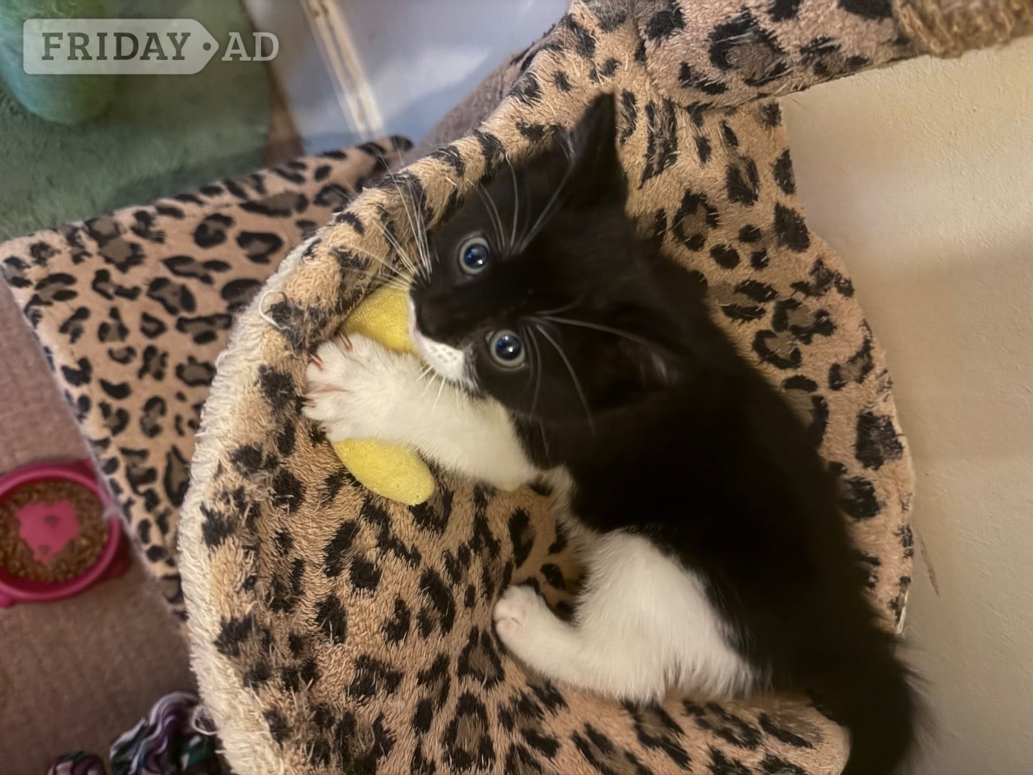 Hastings Lively loving female kitten