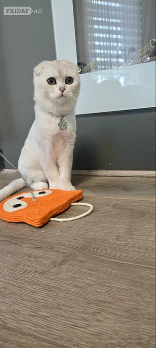 scottish fold cat