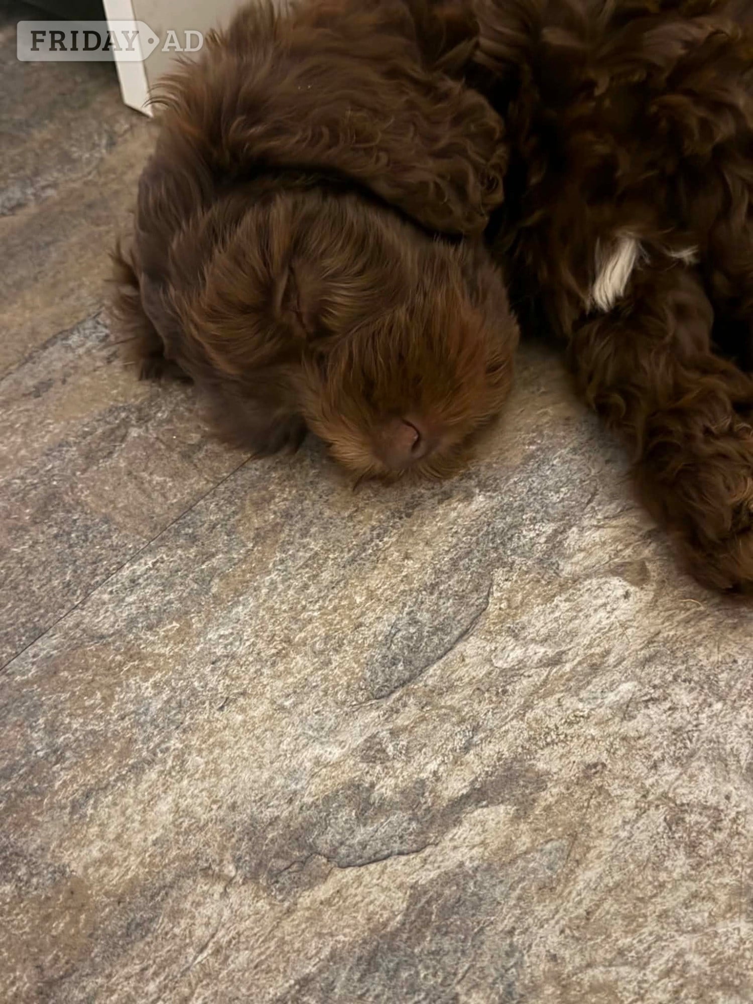4 stunning cockapoos - Dogs & Puppies in Walsall