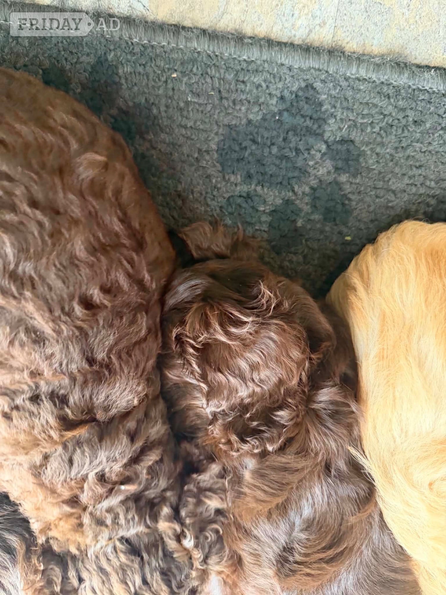 4 stunning cockapoos - Dogs & Puppies