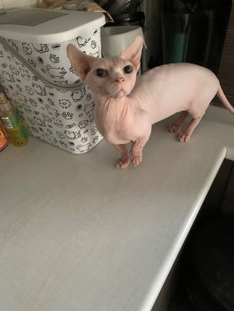 🌟 Stunning Bambino Male Available 🌟